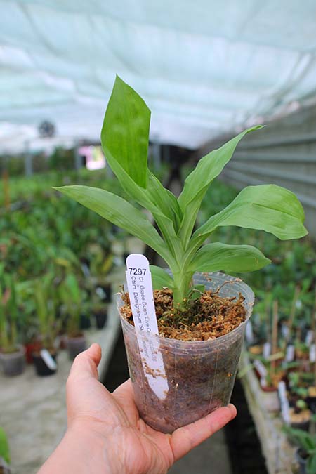 Clowesia Grace Dunn 'Live Oak' x Catasetum Dentigrianum 'SVO Excellent'.jpg