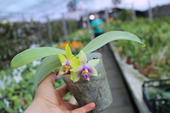 LDs Bear Queen x violacea blue 'Big'.jpg