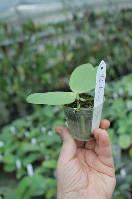 Chienlung Phoenix.jpg