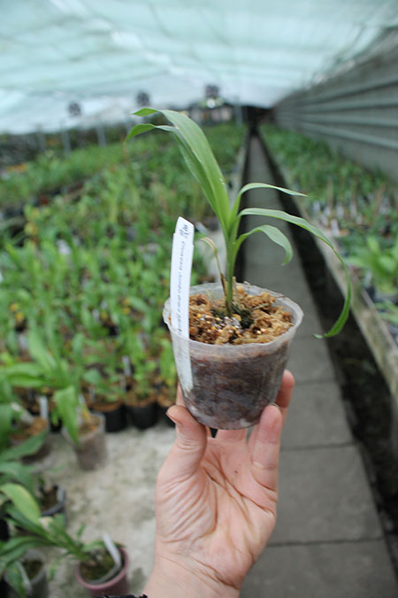 Clowesia Jumbo Grace 'Jumbo Orchids'.jpg