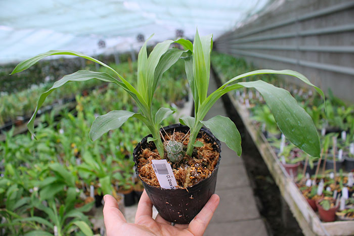 Clowesia Grace Dunn.jpg