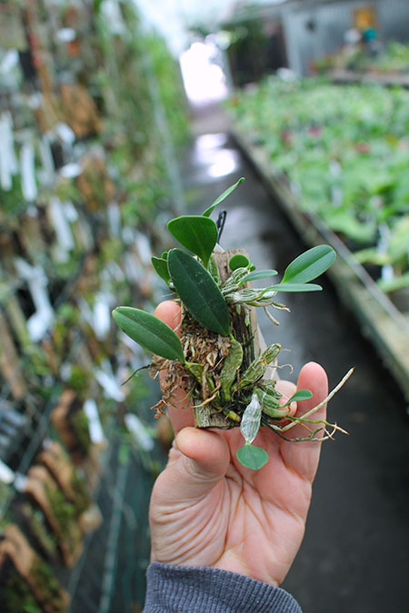 Dendrobium jenkinsii.jpg