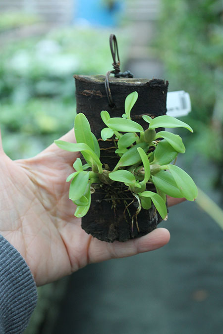 Maxillaria ruberrima.jpg