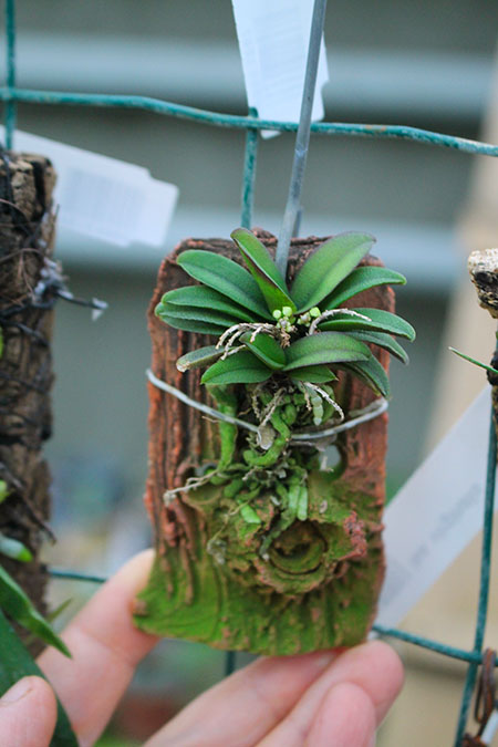 Schoenorchis seidenfadenii.jpg