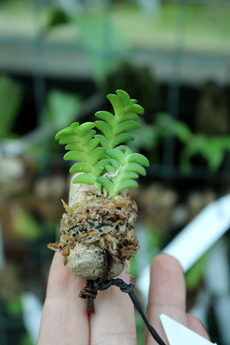 Angraecum distichum.jpg