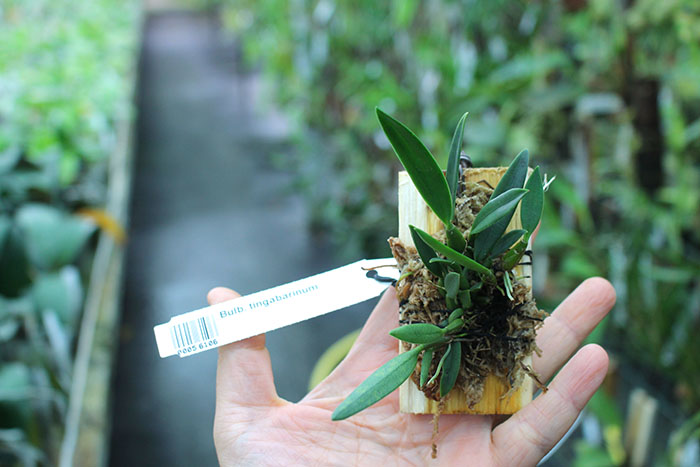 Bulbophyllum tingabarinum.jpg