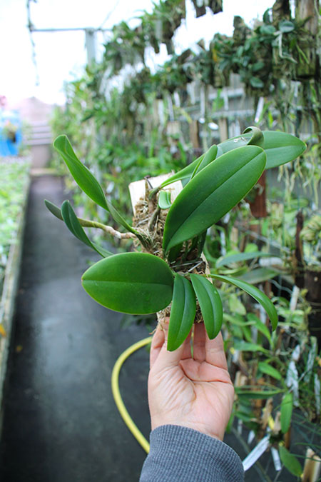 Bulbophyllum macranthum.jpg