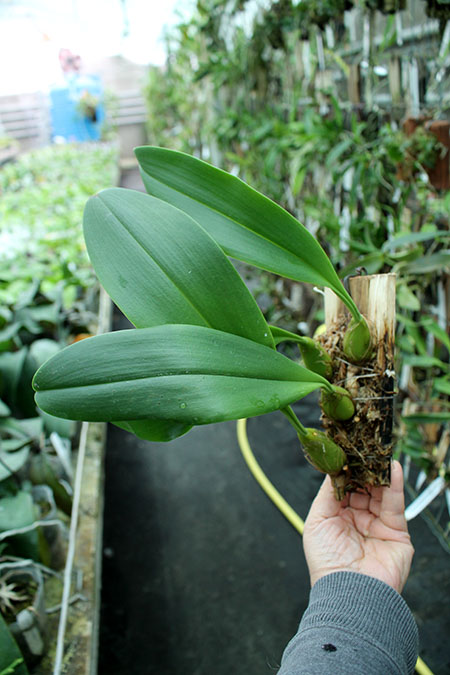 Bulbophyllum sumatranum.jpg