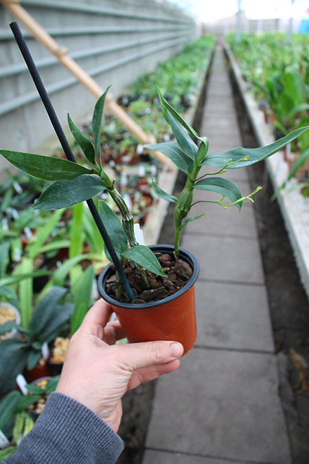 Dendrobium harveyanum.jpg