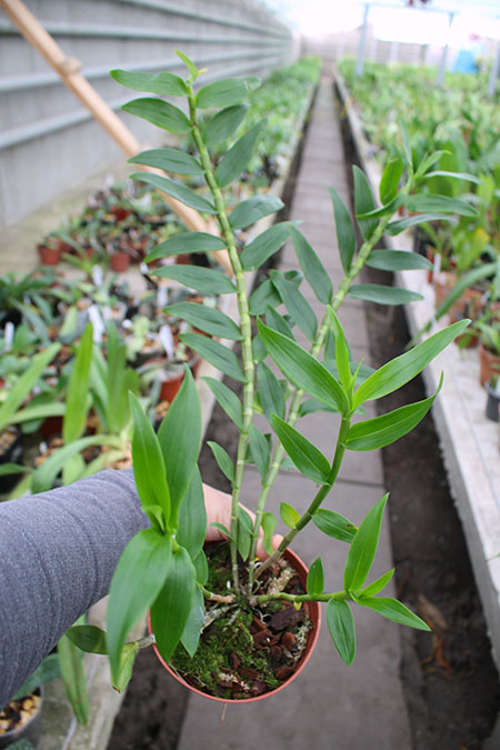 Dendrobium sulawesiense x lawesii (white lip).jpg