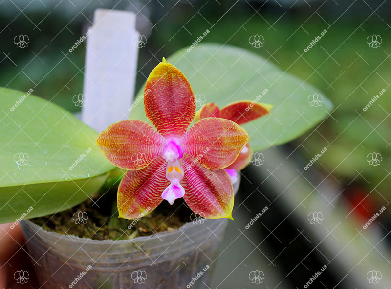 Phalaenopsis Zheng Min Tyrannosaurus x Ld's Bear Queen.jpg