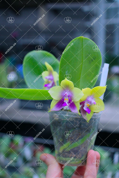Phalaenopsis Mituo Prince 'Chin Ming'.jpg