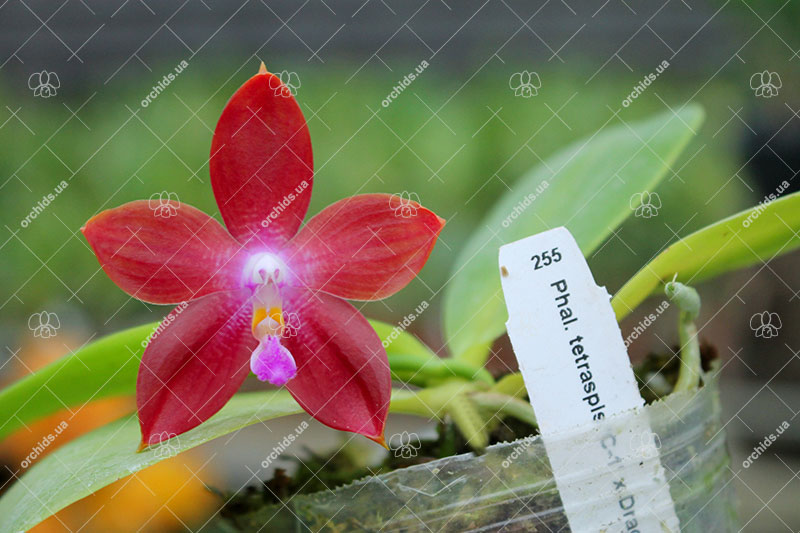 Phalaenopsis tetraspis 'C#1' x Dragon Tree Eagle.jpg