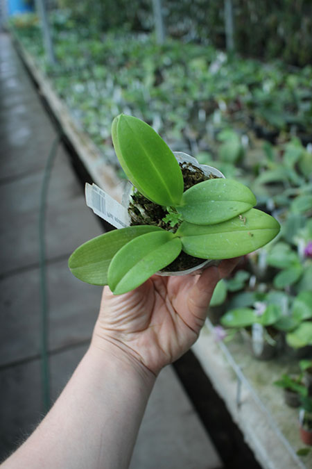 Phalaenopsis equestris alba.jpg