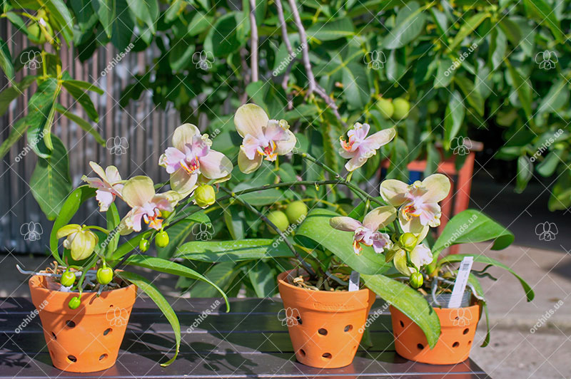 Phalaenopsis 'Ito' peloric.jpg