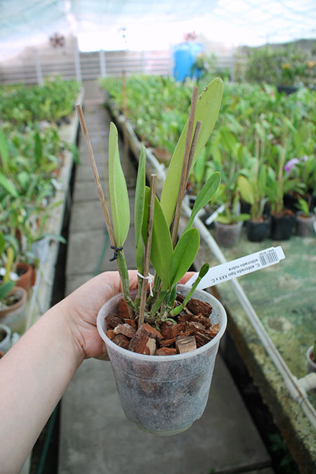 Cattleya eldorado tipo XXX x Cattleya eldorado rubra.jpg
