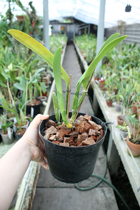 Cattleya percivaliana carnea x SELF.jpg