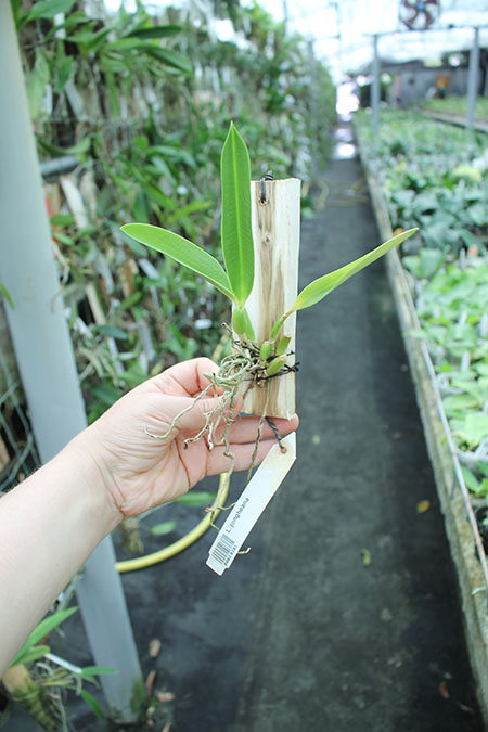 Laelia jongheana.jpg