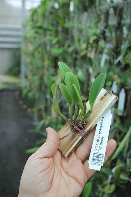 Cattlianthe Chian-Tzy Angel Land 'CT-Mesha'.jpg