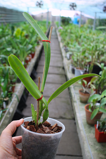 Cattleya mossiae caerulea 'Pedra Azul' x mossiae caerulea 'BH-134'.jpg