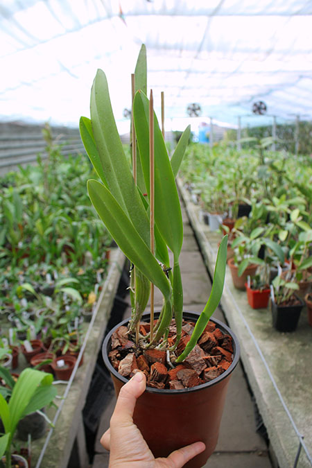 Laelia lobata var alba plena.jpg