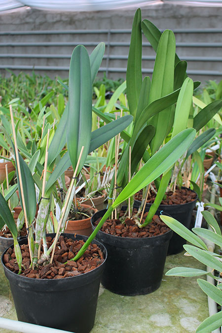 Laelia purpurata werkhauseri.jpg