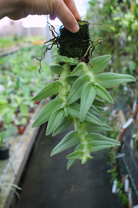 Epidendrum medusae.jpg