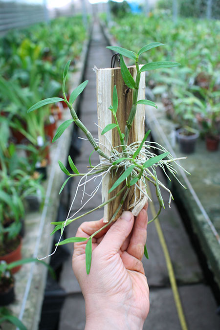 Dendrobium moniliforme Aokoryu.jpg