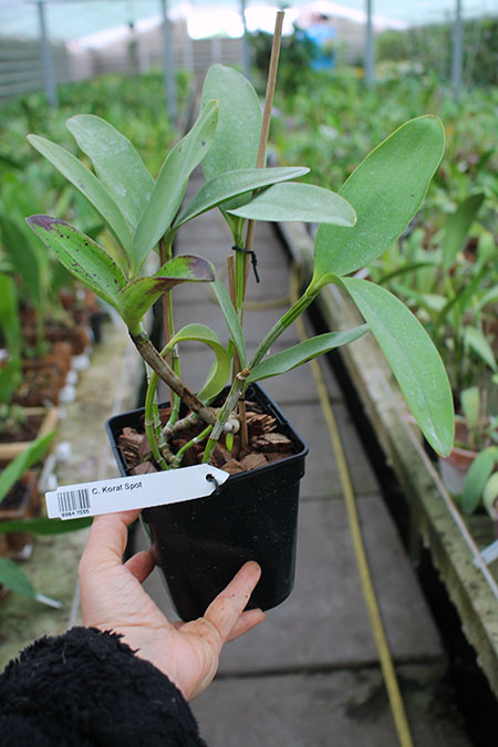 Cattleya Korat Spot.jpg