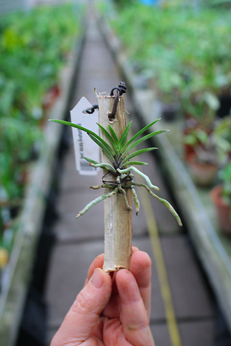 Neofinetia falcata Awaharibeni.jpg