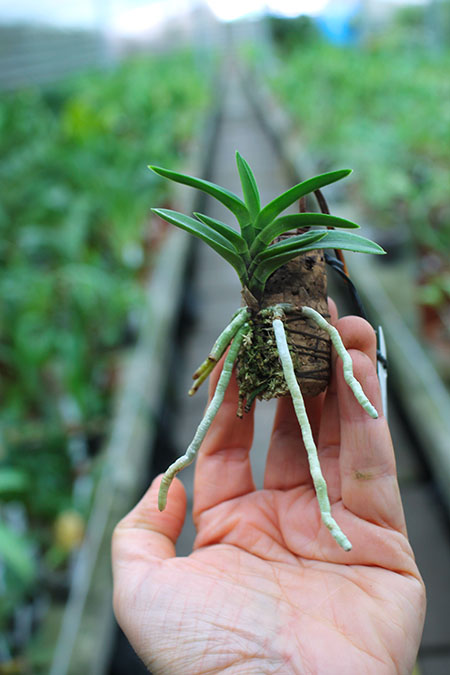 Neofinetia falcata Yodonomatsu.jpg