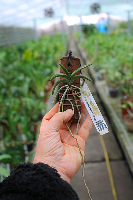 Neofinetia falcata Suikaden.jpg