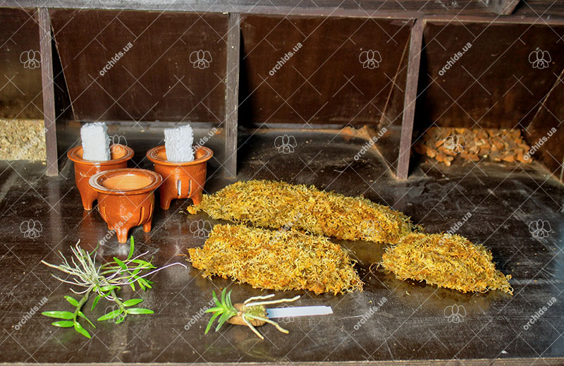 Посадка неофинетий на мох.jpg