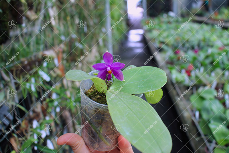 Phalaenopsis (YangYang new Star x violacea indigo) x bellina coerulea.jpg