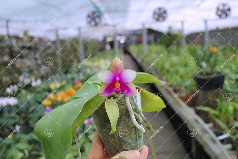 Phalaenopsis Ld's Bear King x Samera.jpg