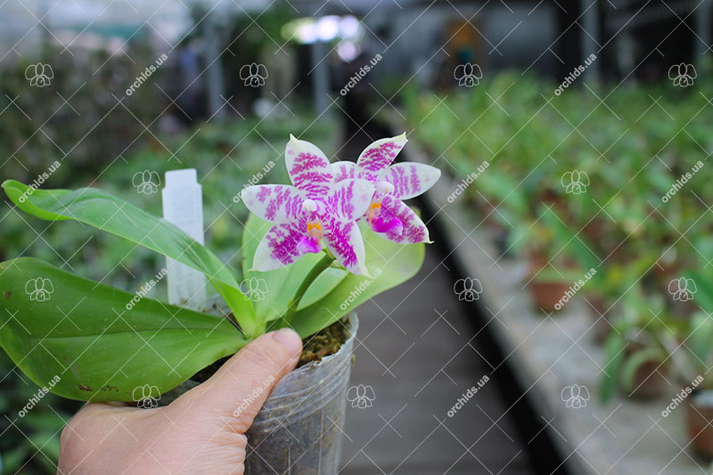 Phalaenopsis Eddy Phantom (Ruby Vasquez x Chang Yi Halo).jpg