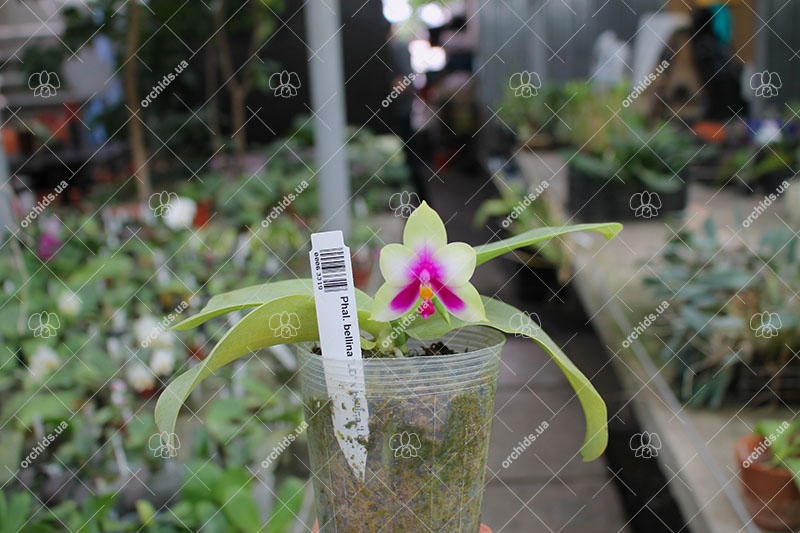 Phalaenopsis bellina 'LD' x bellina 'Lee'.jpg