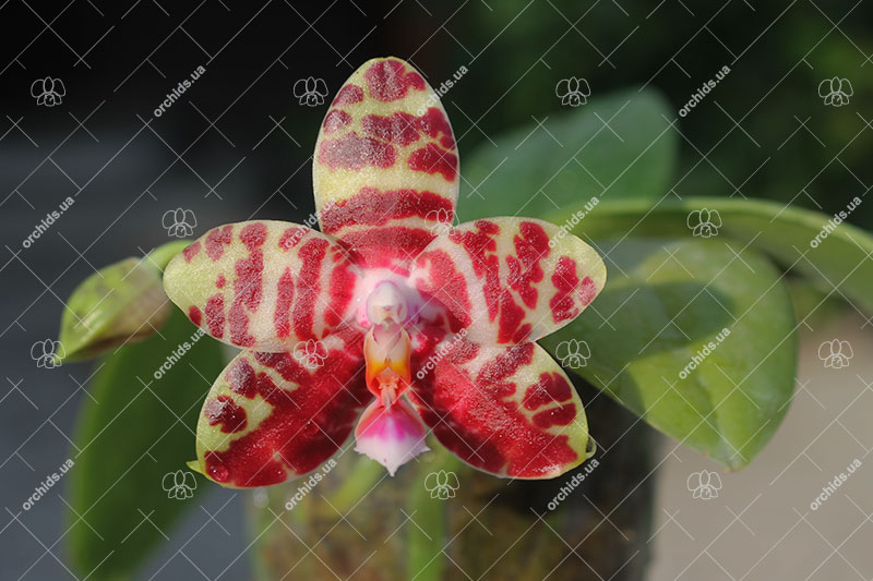 Phalaenopsis Mok Choi Yew x Yaphon Sir.jpg