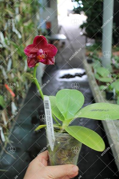 Phalaenopsis Mituo Sun 'Mituo #1' x Ld's Bear King 'RK-1'.jpg