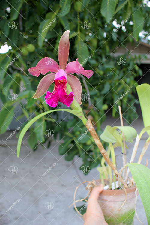 Cattleya leopoldii 'Dark Show' x Cattleya dowiana aurea 'Uraba-A'.jpg