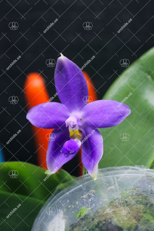 Phalaenopsis violacea indigo x ((tetraspis x speciosa) x violacea indigo).jpg