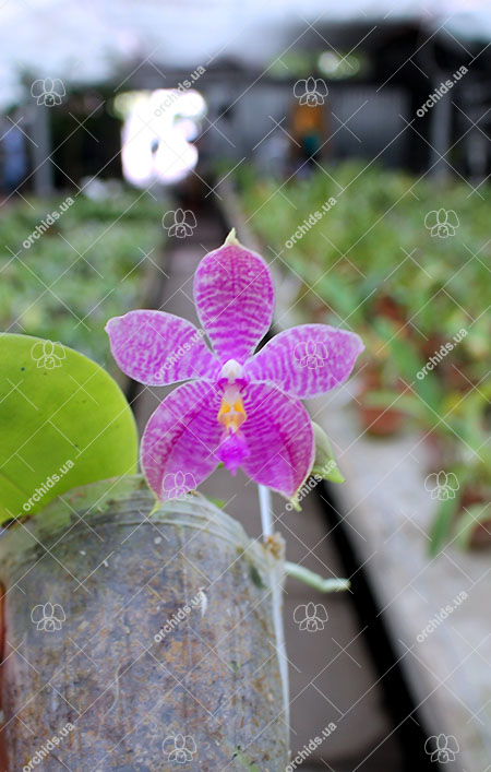 Phalaenopsis Eddy Phantom (Ruby Vasquez x Chang Yi Halo).jpg