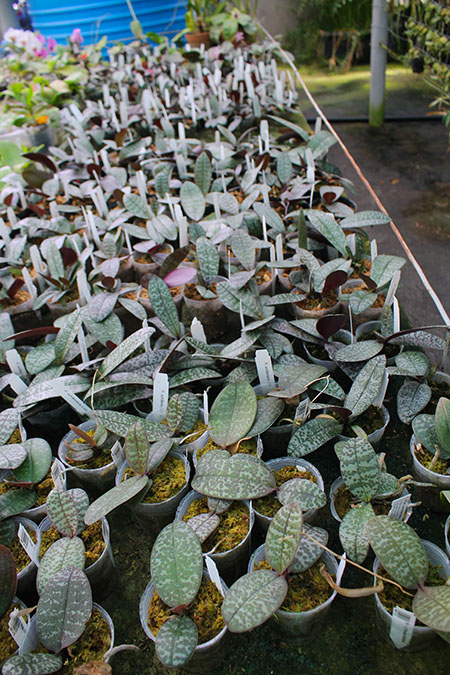 Phalaenopsis schilleriana x sib.jpg