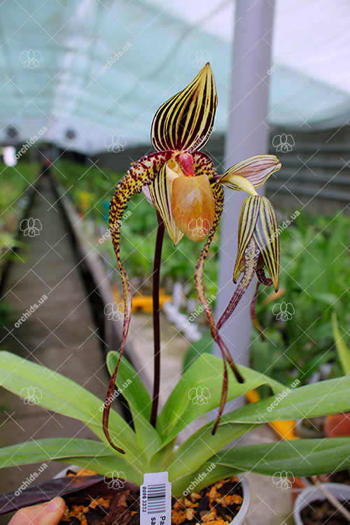 Paphiopedilum Michael Koopowitz x sanderianum.jpg