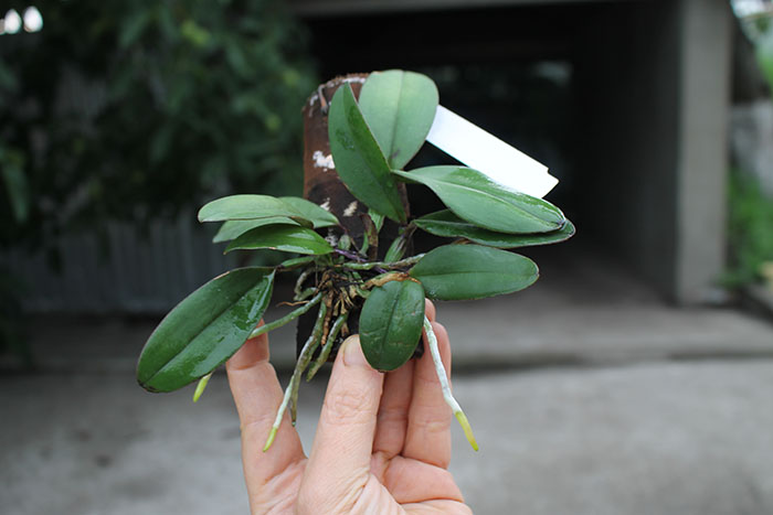 Cattleya schilleriana coerulea 'Caliman' x coerulea 'Gilson'.jpg