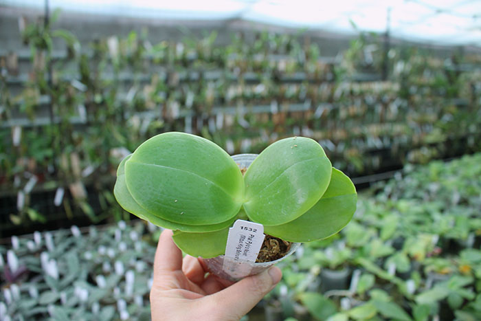 Phalaenopsis Pylo's Novelty (Mituo King Bellina #1 X Brother Ambo Passion 'OK').jpg