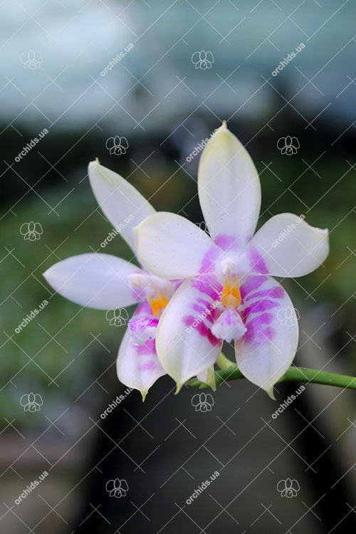 Phalaenopsis Zheng Min Muscadine '323' x speciosa '41-S'.jpg
