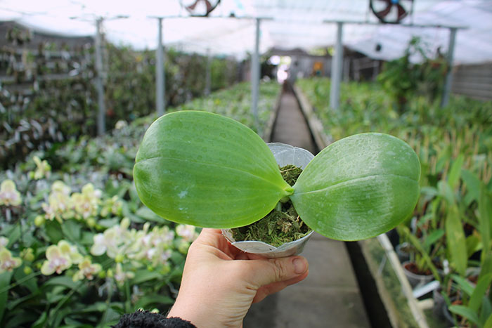 Phalaenopsis KS Super Zebra.jpg