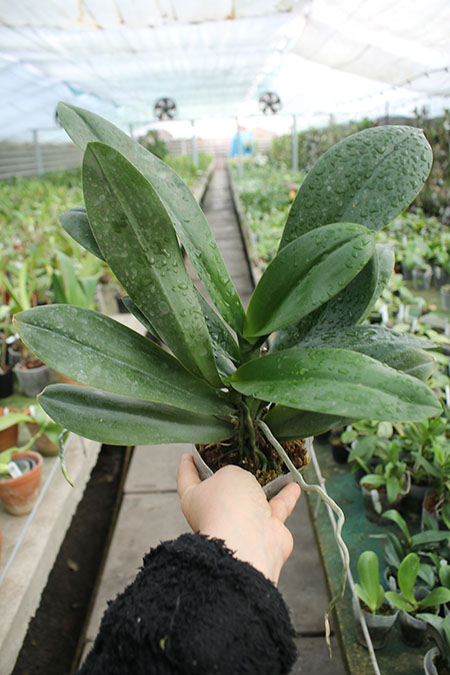 Phalaenopsis stuartiana x Brother Stages.jpg