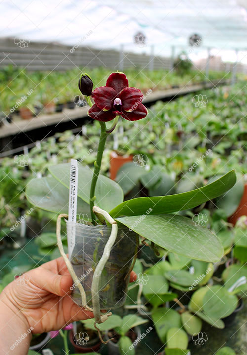 Phalaenopsis Mituo Golden 'M-2' x Ld's Bear Queen.jpg